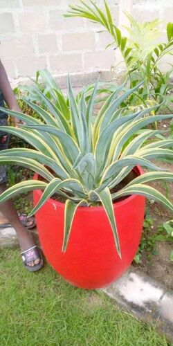 Agave flower