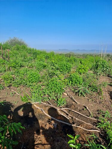 Shamba linauzwa 