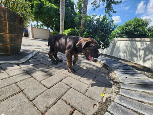 Boerboel puppies.3months.M/F