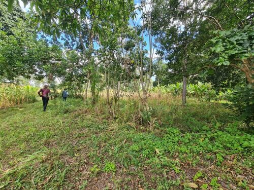 Plots nauza atlas madale