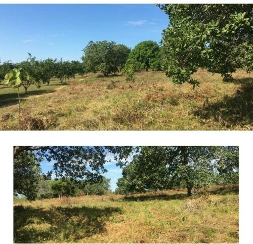 Plots for sale at kongowe