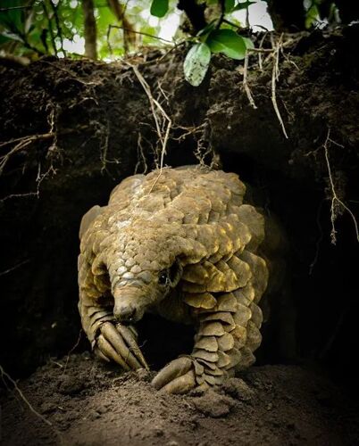 Ground pangolin