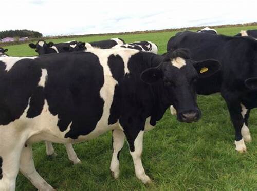 Friesian Cows For Sale