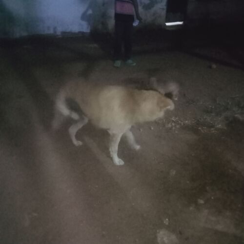 Dog 