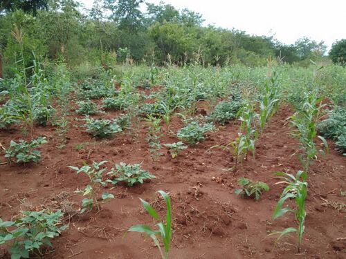 Shamba la eka 20 Linauzwa lote