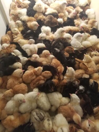 Chick