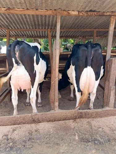 Ngombe  maziwa pedigree cow's 