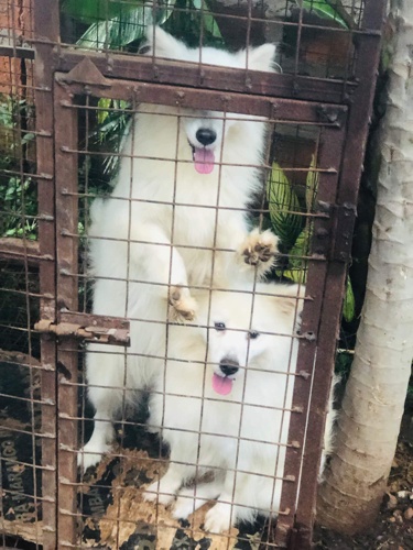 PET DOGS  Japanese SPitz