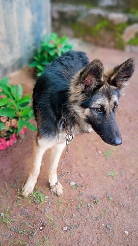 German Shepherd cross 