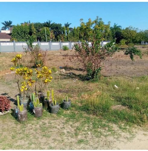 Plot nauza goba kunguru