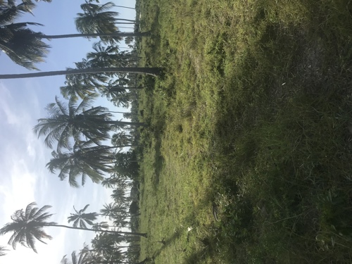 Bagamoyo beachplots