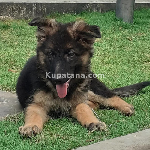 German Shepherd Puppies for sale