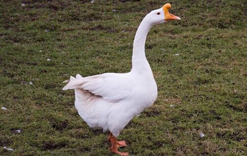 White chinesee geese