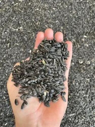 Sunflower seeds For oil 