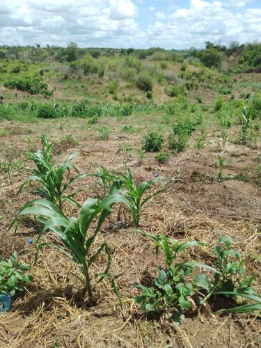 shamba la ekari 70 linauzwa 