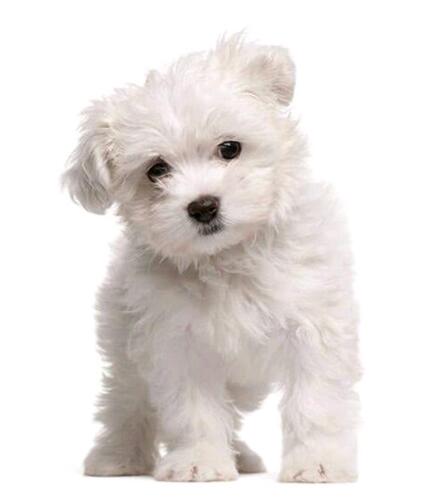 Pure breed Maltese available for sale