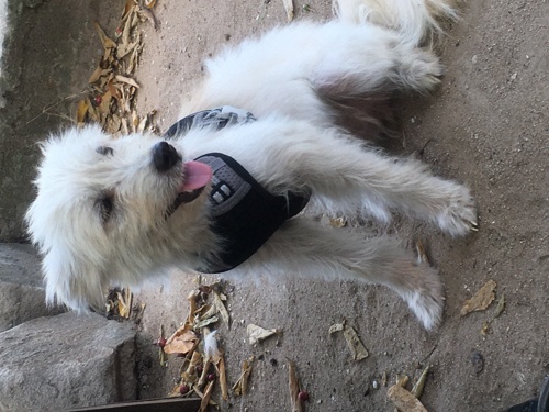 Female pure breed Maltese