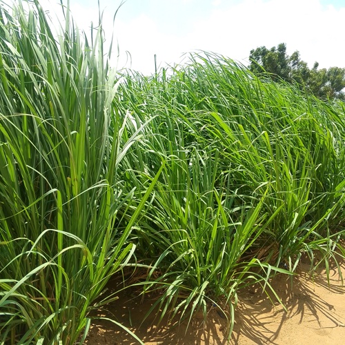 Urban Farm (Shamba la mjini)