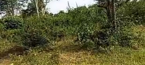 HUGE FARMS IN MOROGORO 