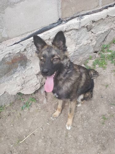 Germany shepherd 