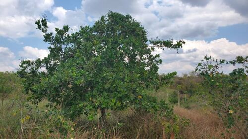 Shamba la eka 30 linauzwa 