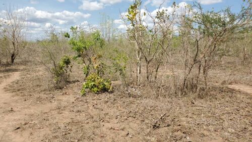 Shamba la eka 300 Linauzwa 