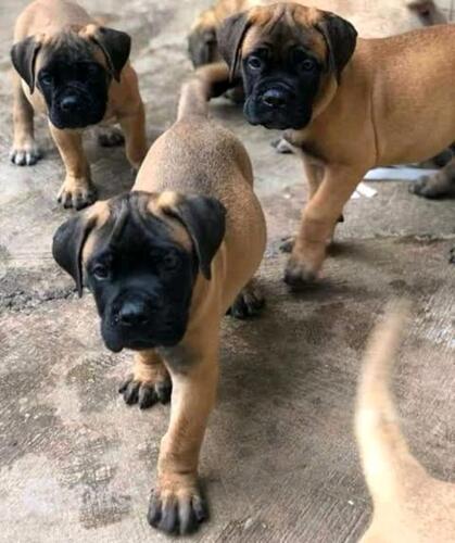 Pure breed boerboel both males and female available