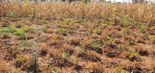 Good plots for sale dodoma iyumbu town centa