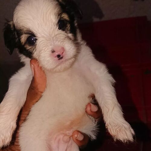 Male maltese 30 days 