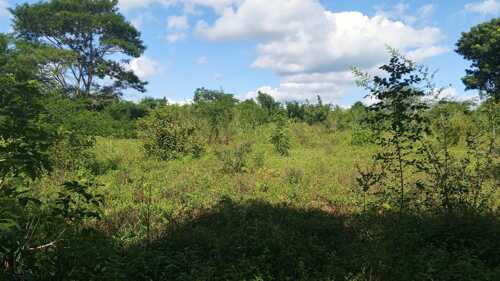 SHAMBA LINAUZWA MBEWE