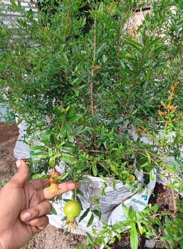 Fruiting Pomegranate plants 