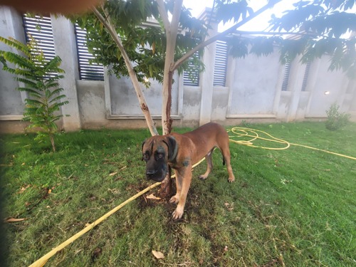 1 YEAR MALE BOERBOEL FOR SALE