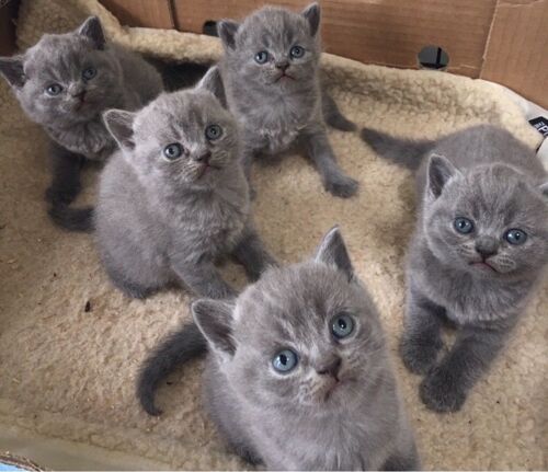 British Shorthair Kittens 