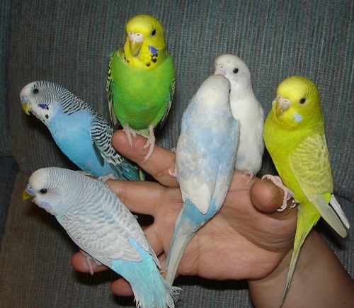 Australian budgies*