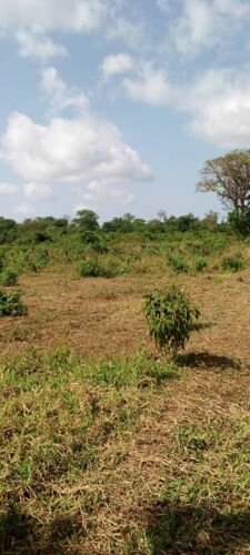 450 ACRES FARM AT MKATA TANGA