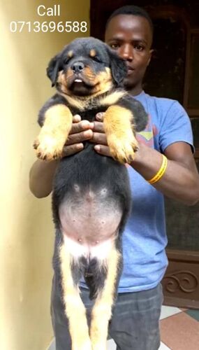 Pure Breed Rottweiler Puppies