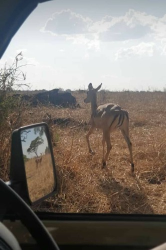 7-Days Tanzania Lodge Safari