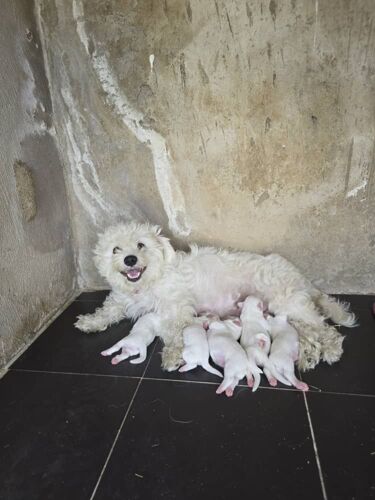 Purebred maltese