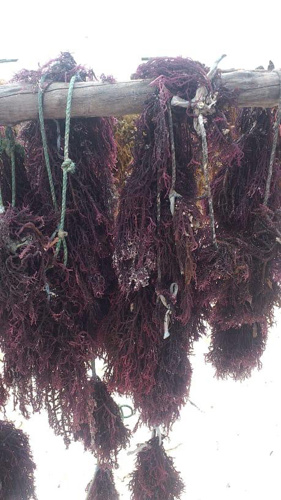 SEA MOSS IN BULK