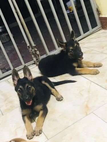 Female German Shepherd Puppies