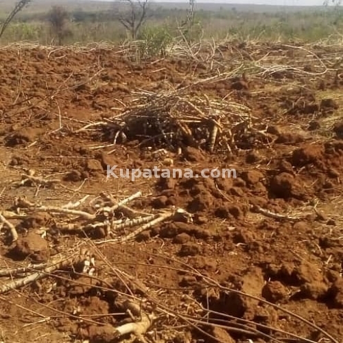 SHAMBA LINAUZWA MBWEWE BAGAMOYO PWANI