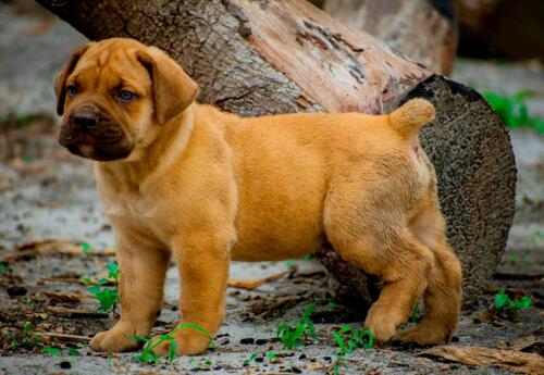 Pure Boerboel Available Now