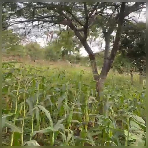 4,000 SQM PLOT AT BOMA MOSHI