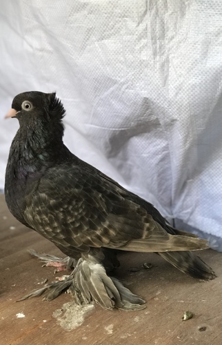 Kahawia pigeon 