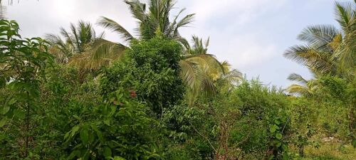 Shamba linauzwa bagamoyo 