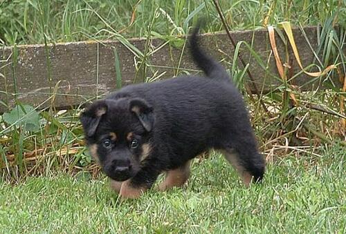 Pure German Shepherd Puppies puppies available now