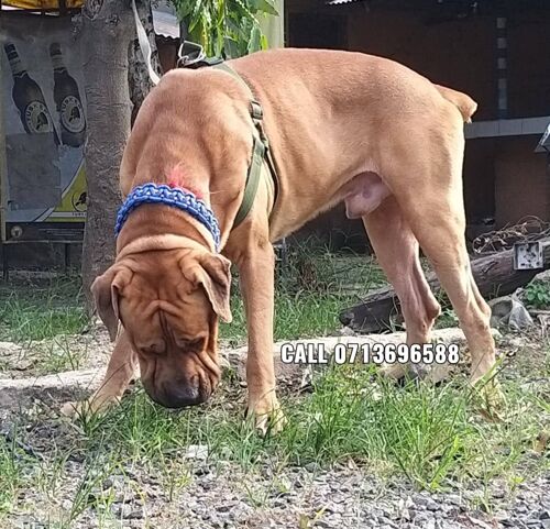 Super Giant Male Boerboel 