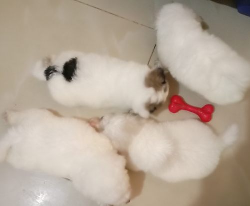 Maltese puppies