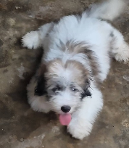 Maltese puppies 