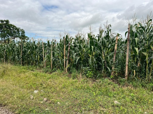58 ACRES FARM SANYA MOSHI
